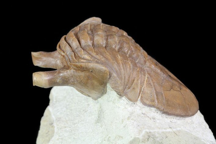 Rare, Asaphus Holmi Trilobite - Russia #74041